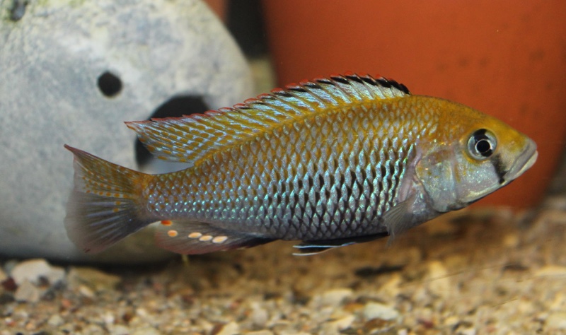 Astatotilapia calliptera 'Thumbi East Island'